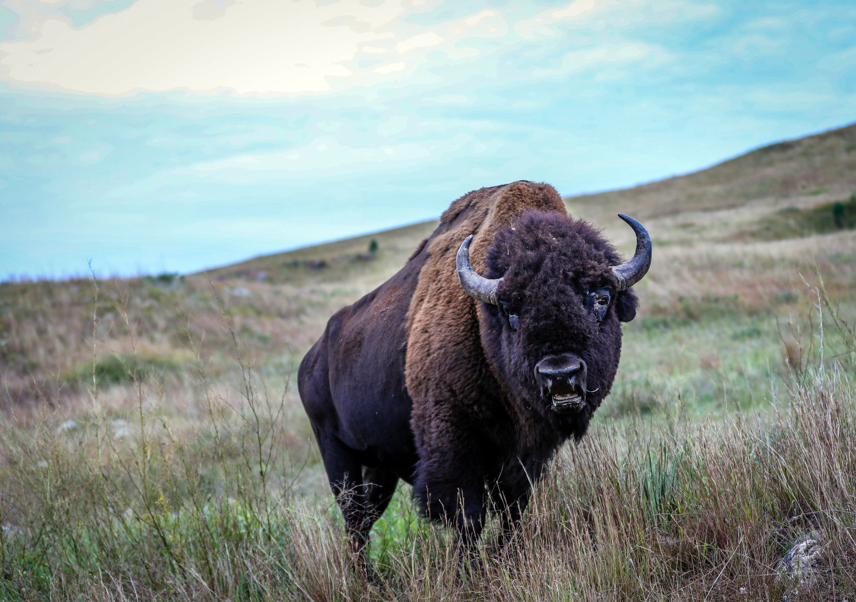 Custer State Park Prepares For Roundup